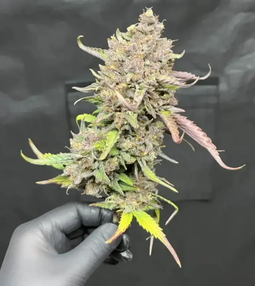 Papaya Cookies Auto™ — 4