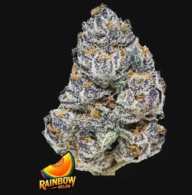 Rainbow Melon — 1