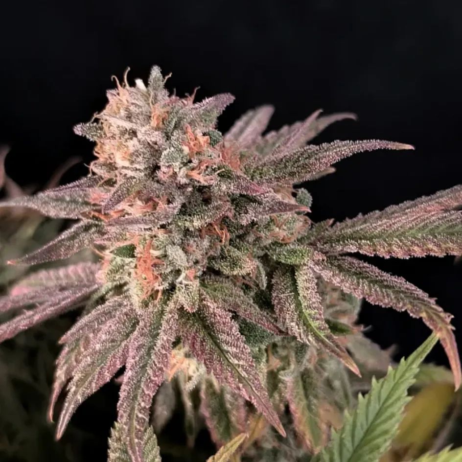 Rainbow Melon — 3