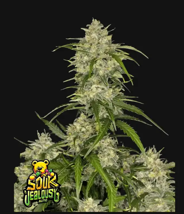 Sour Jealousy Auto™ — 1