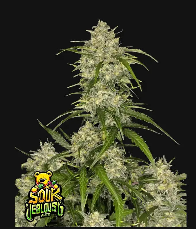 Sour Jealousy Auto™ — 1