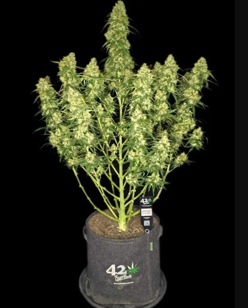 Sour Jealousy Auto™ — 2