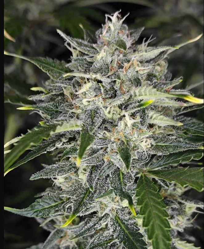 Sour Jealousy Auto™ — 3
