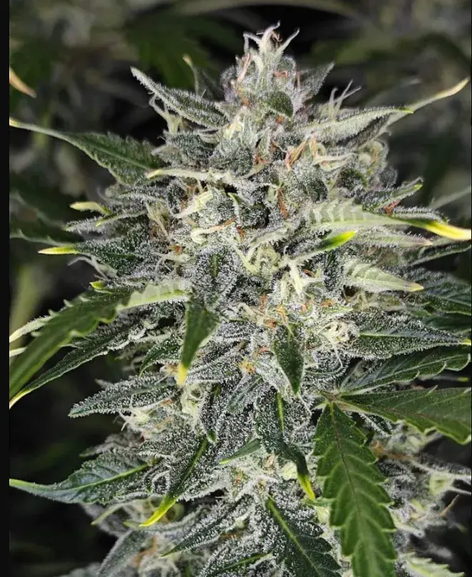 Sour Jealousy Auto™ — 3