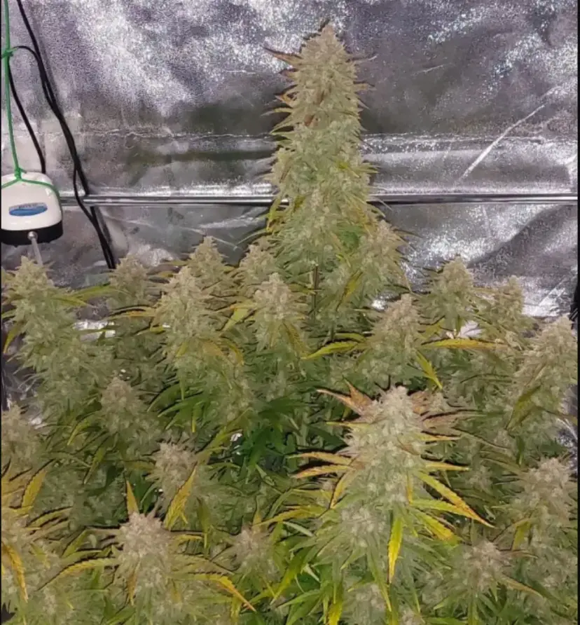 Sour Jealousy Auto™ — 4