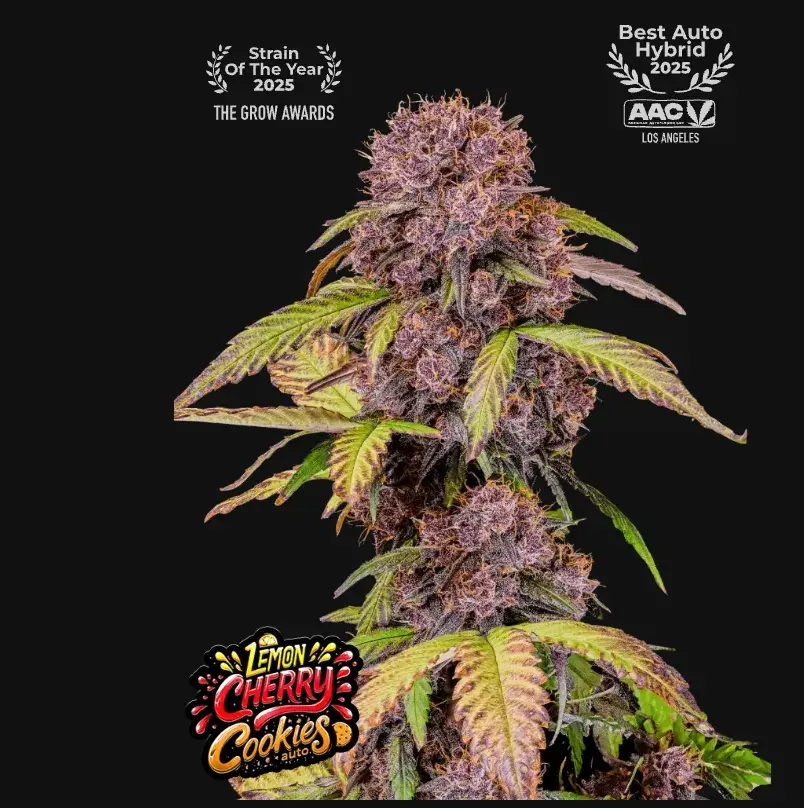 Lemon Cherry Cookies Auto™ — 1