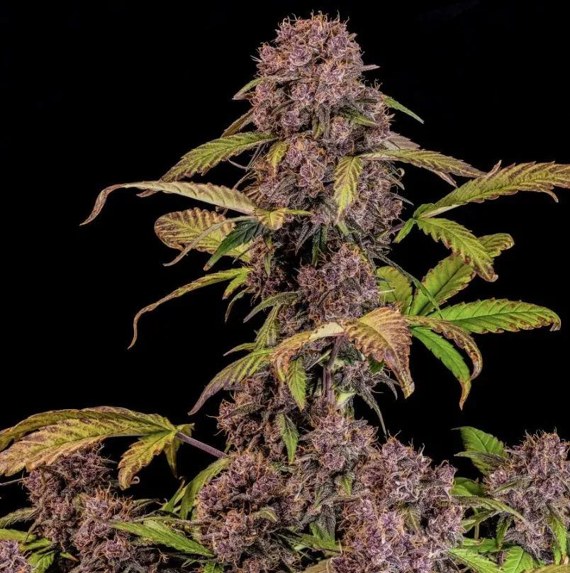 Lemon Cherry Cookies Auto™ — 2