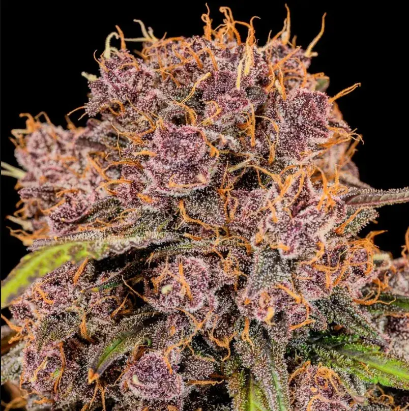 Lemon Cherry Cookies Auto™ — 3