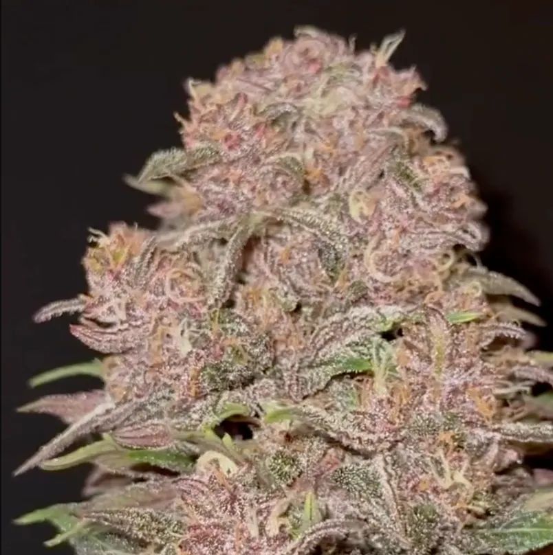 Lemon Cherry Cookies Auto™ — 4
