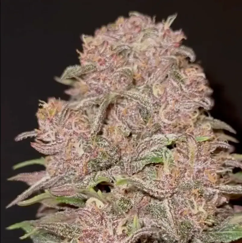 Lemon Cherry Cookies Auto™ — 4