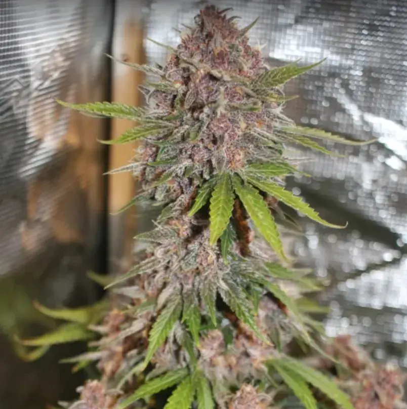Lemon Cherry Cookies Auto™ — 5