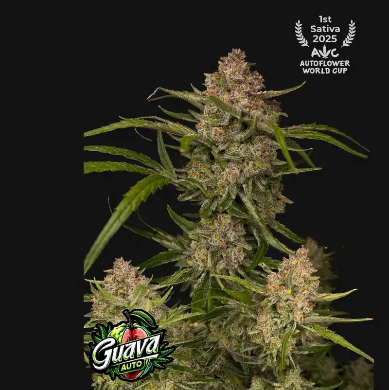 Guava Auto — 1