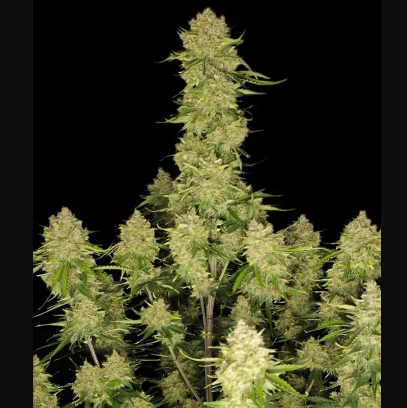 Guava Auto — 2