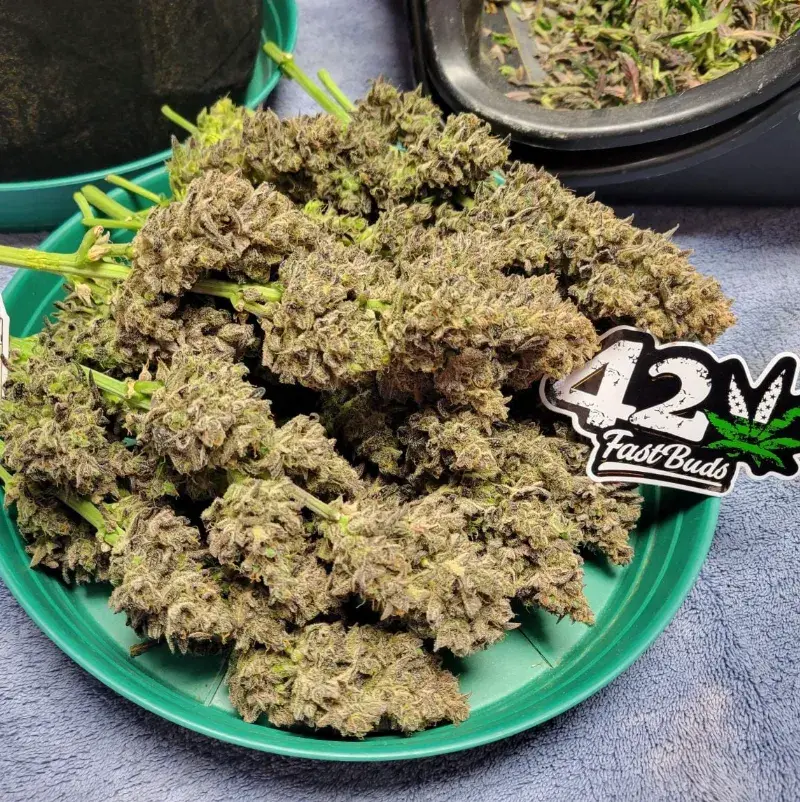 Guava Auto — 3