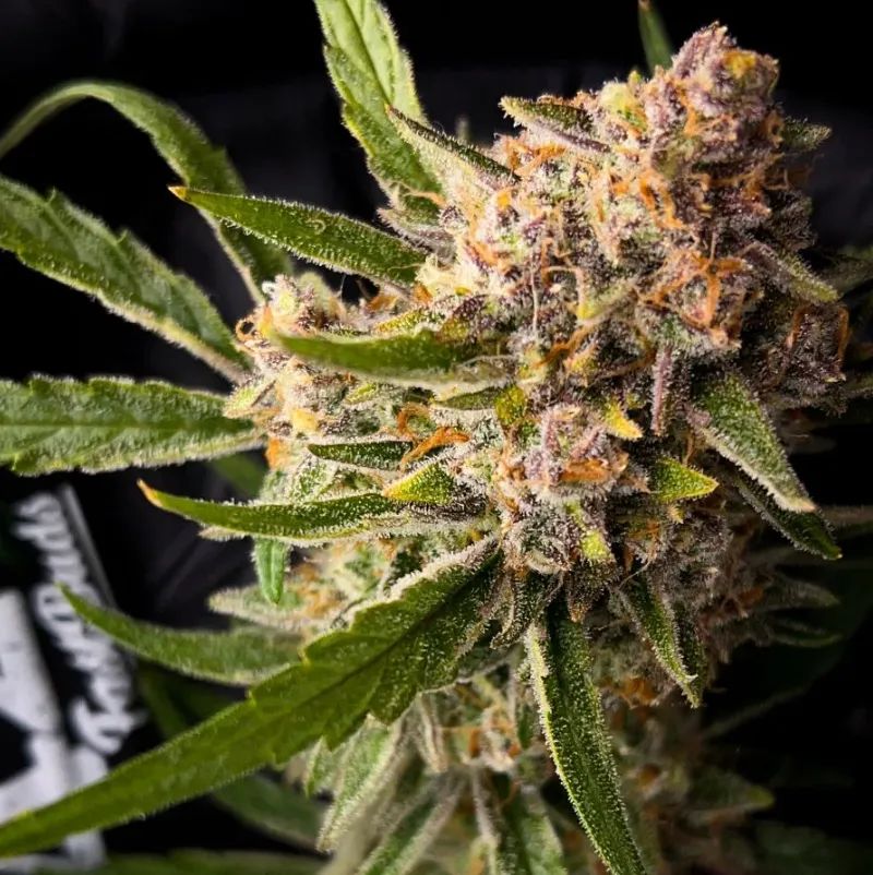 Guava Auto — 4