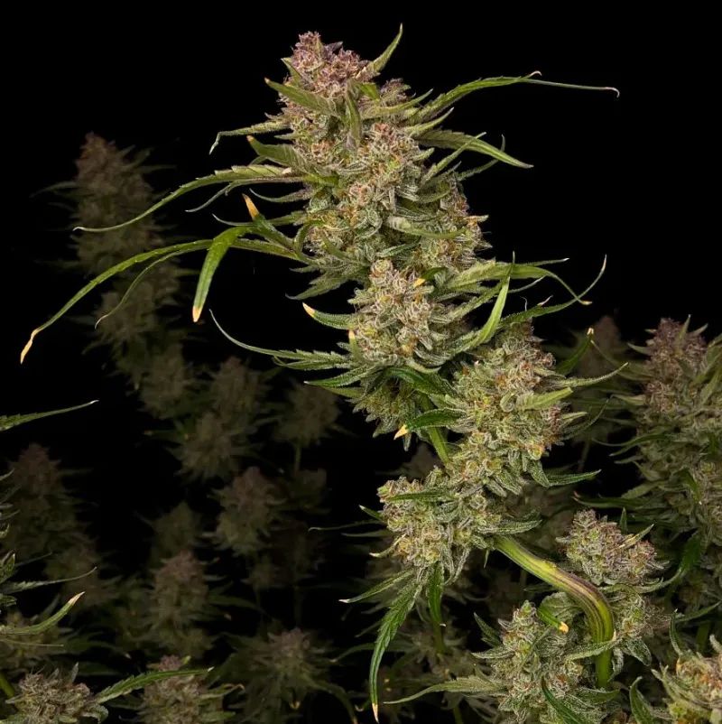 Guava Auto — 5