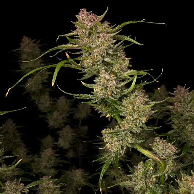 Guava Auto — 5