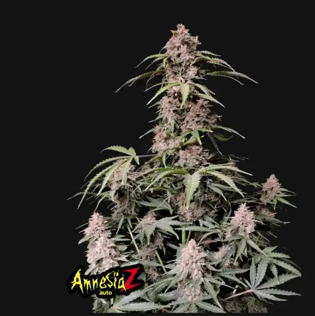 Amnesia Z Auto — 1