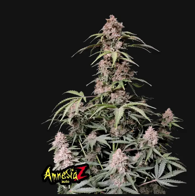 Amnesia Z Auto — 1