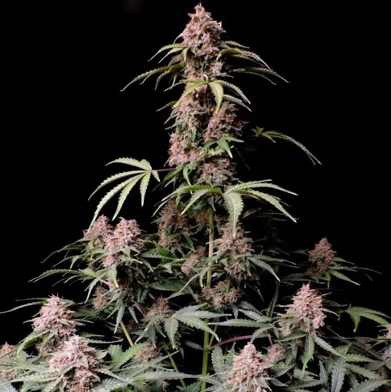 Amnesia Z Auto — 2