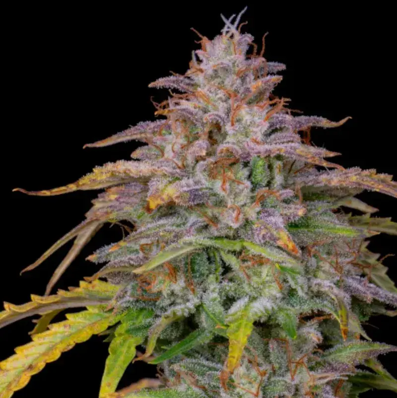 Amnesia Z Auto — 3