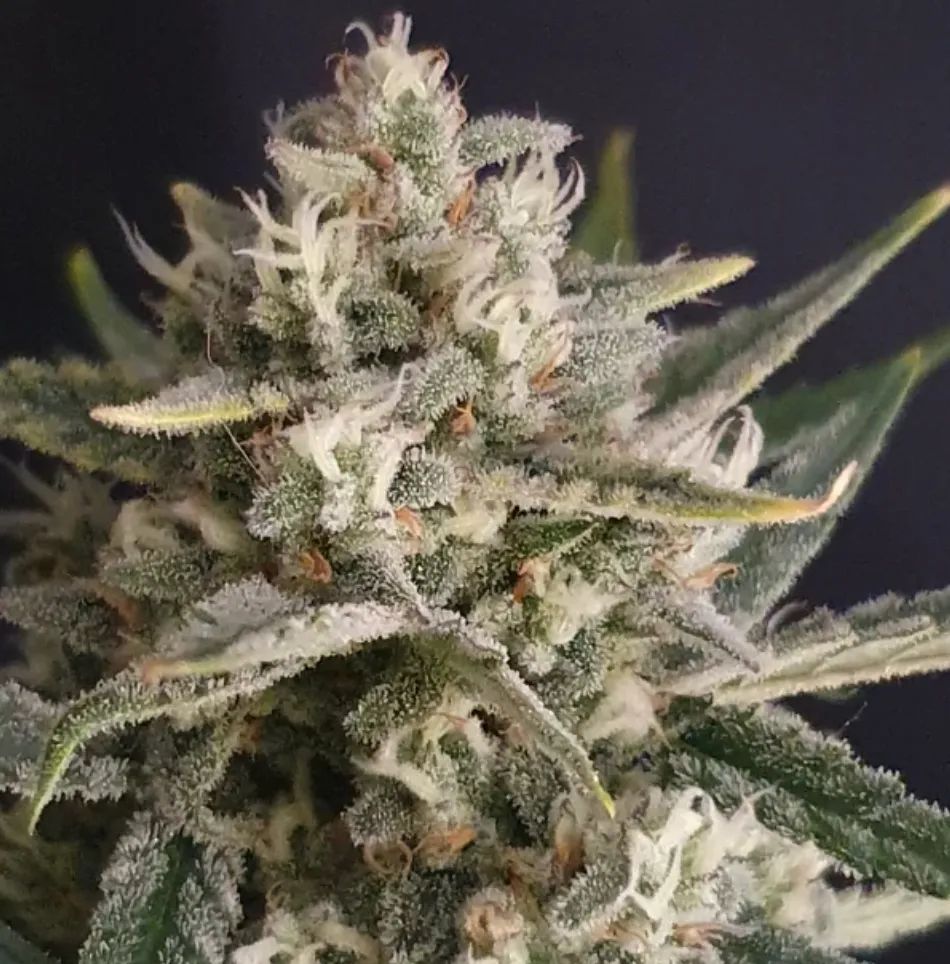 Amnesia Z Auto — 4