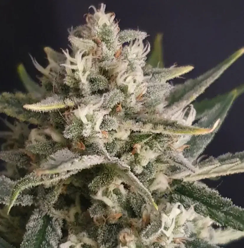 Amnesia Z Auto — 4