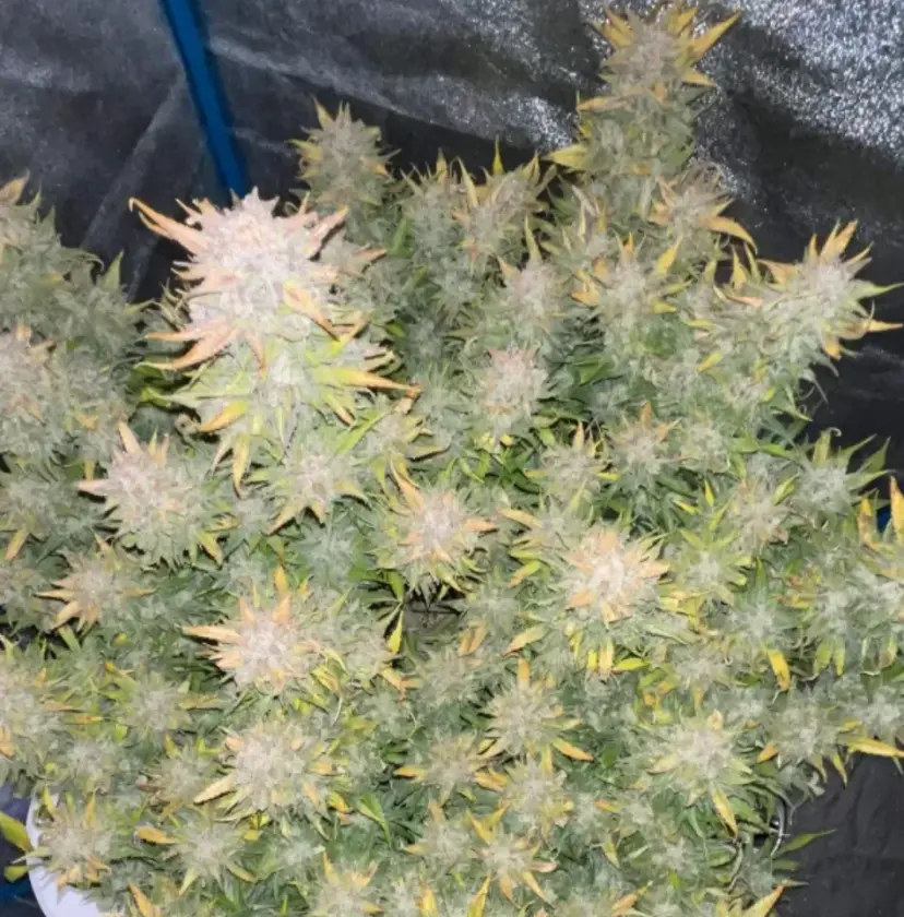 Amnesia Z Auto — 5