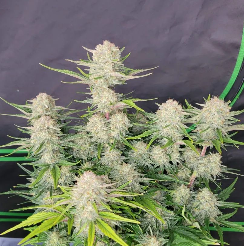 Apricot Auto™ — 2