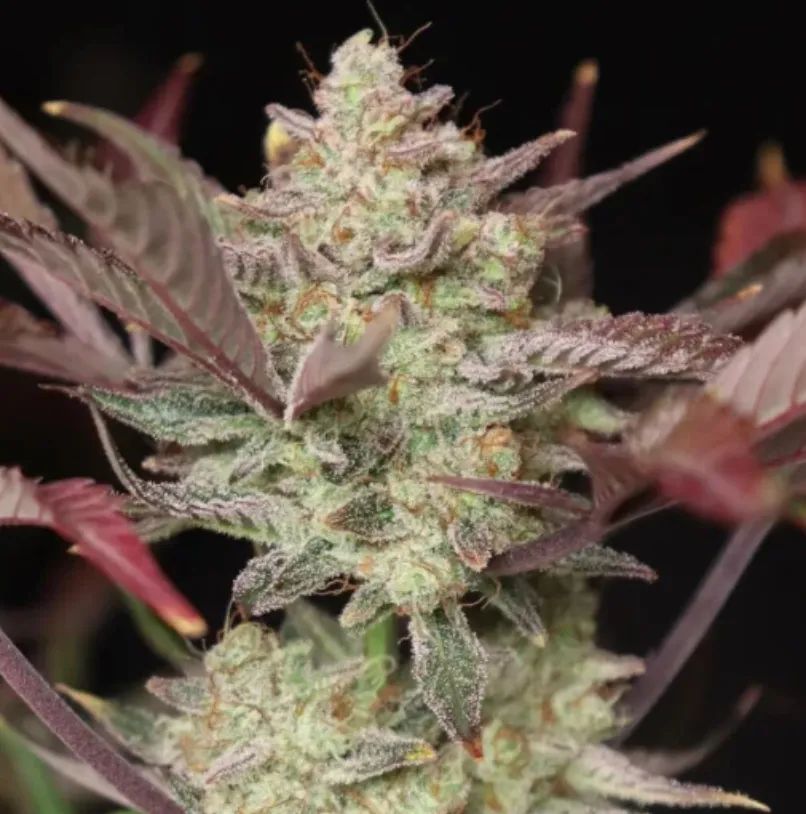 Apricot Auto™ — 4