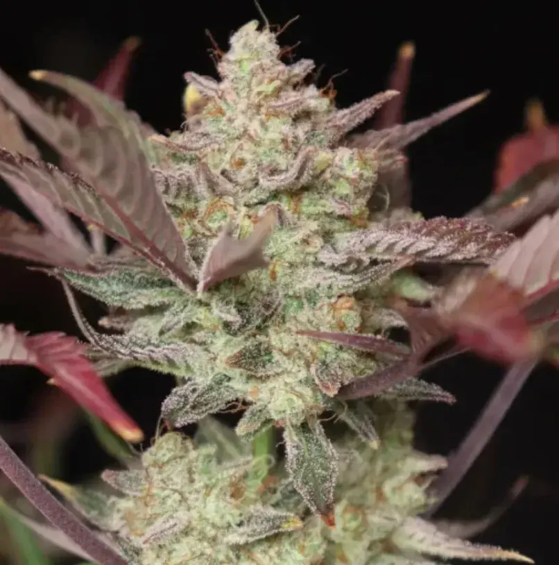 Apricot Auto™ — 4