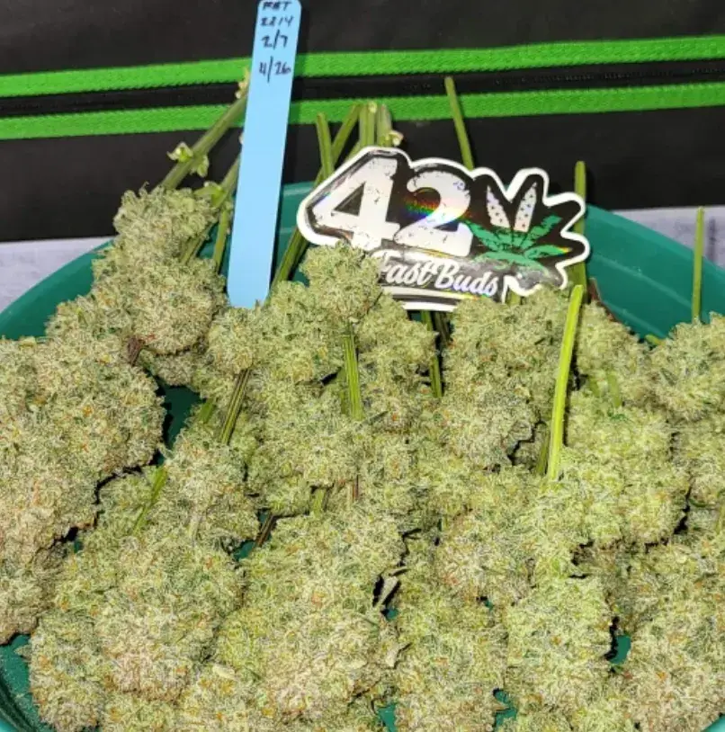 Apricot Auto™ — 5