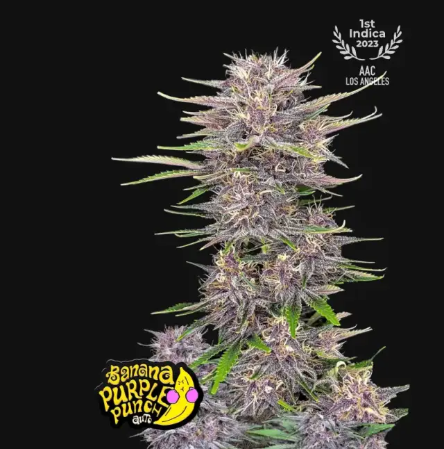 Banana Purple Punch Auto — 1