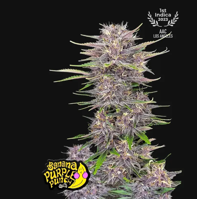 Banana Purple Punch Auto — 1