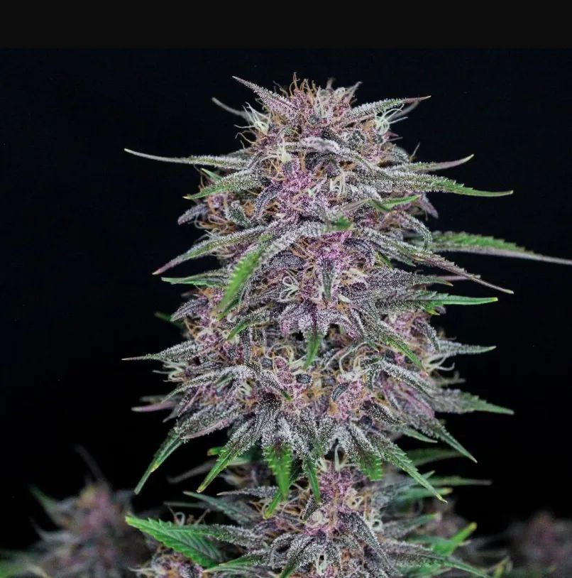 Banana Purple Punch Auto — 2