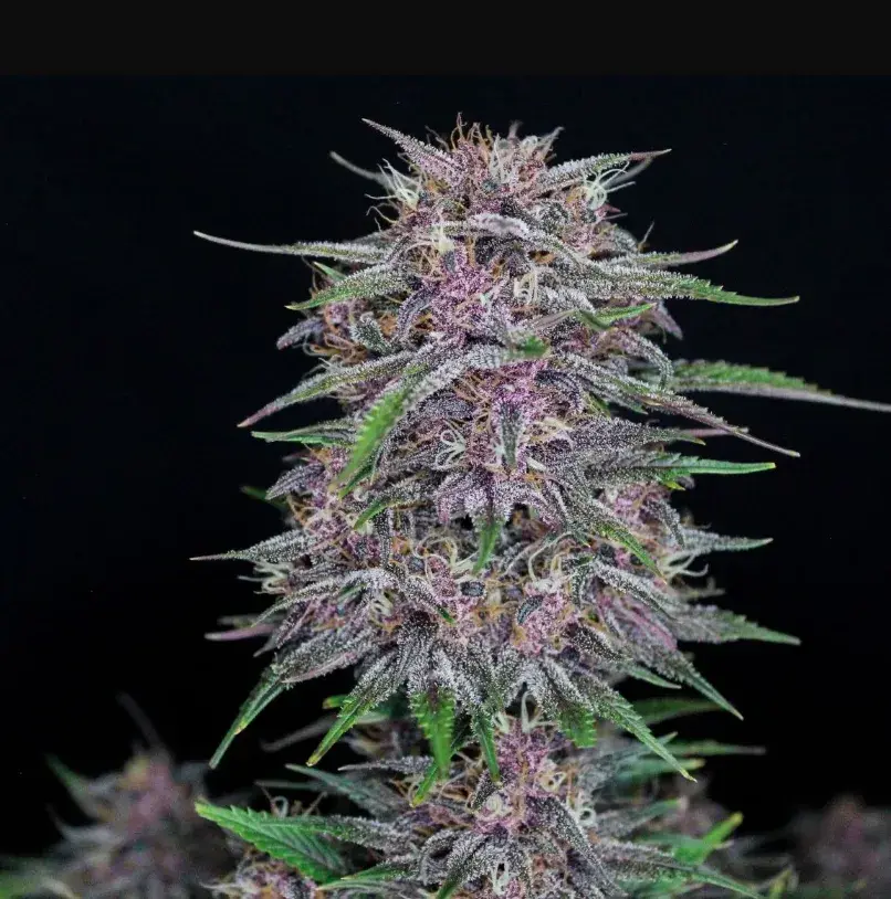 Banana Purple Punch Auto — 2