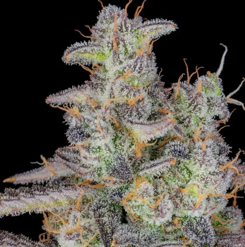 Banana Purple Punch Auto — 3