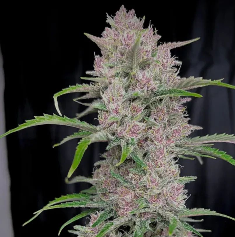 Banana Purple Punch Auto — 5
