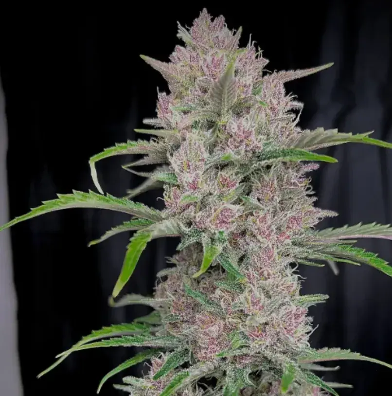 Banana Purple Punch Auto — 5
