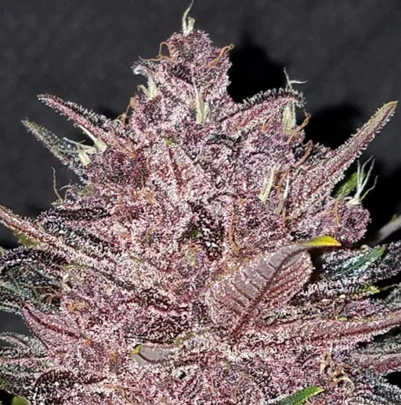 Blackberry Auto — 2