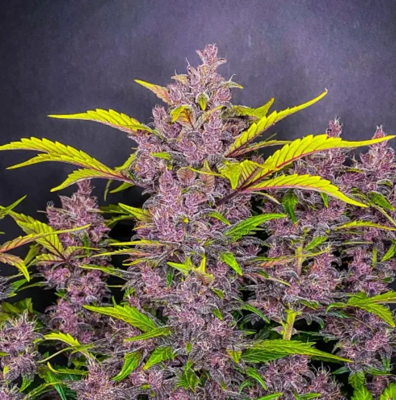 Blackberry Auto — 4
