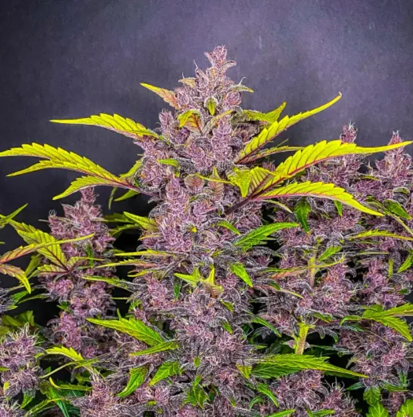 Blackberry Auto — 4