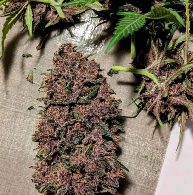 Blackberry Auto — 5