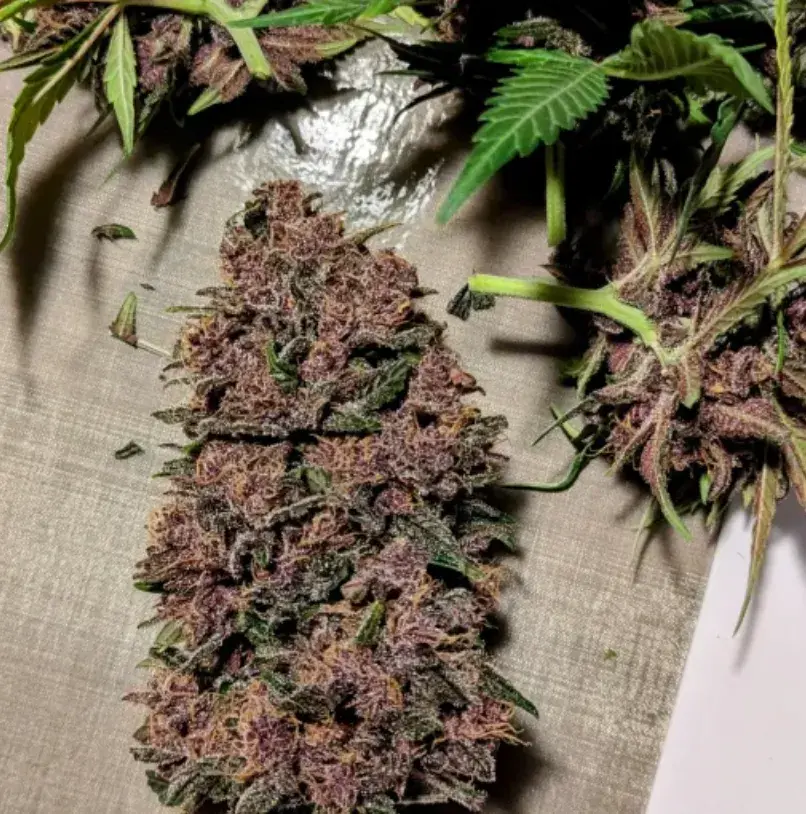 Blackberry Auto — 5