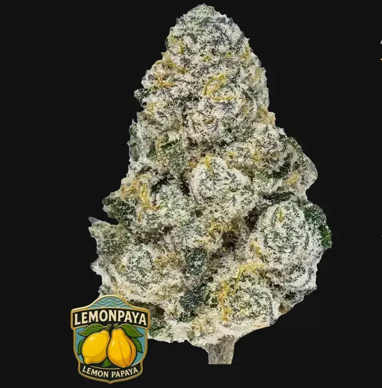 Lemonpaya — 1
