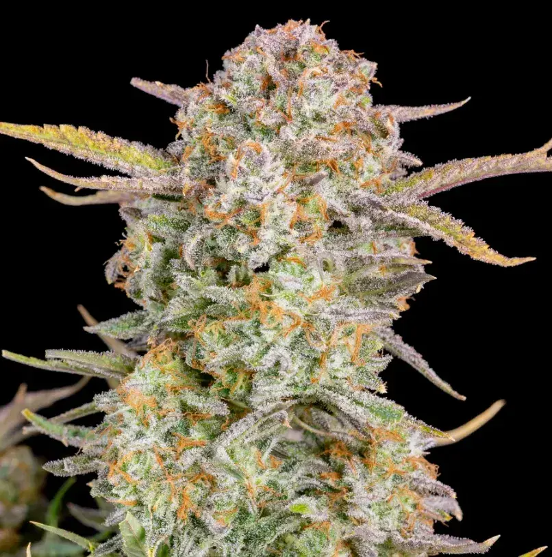 Bruce Banner Auto — 2