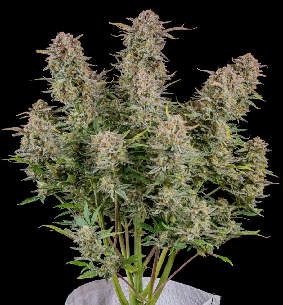 Bruce Banner Auto — 3