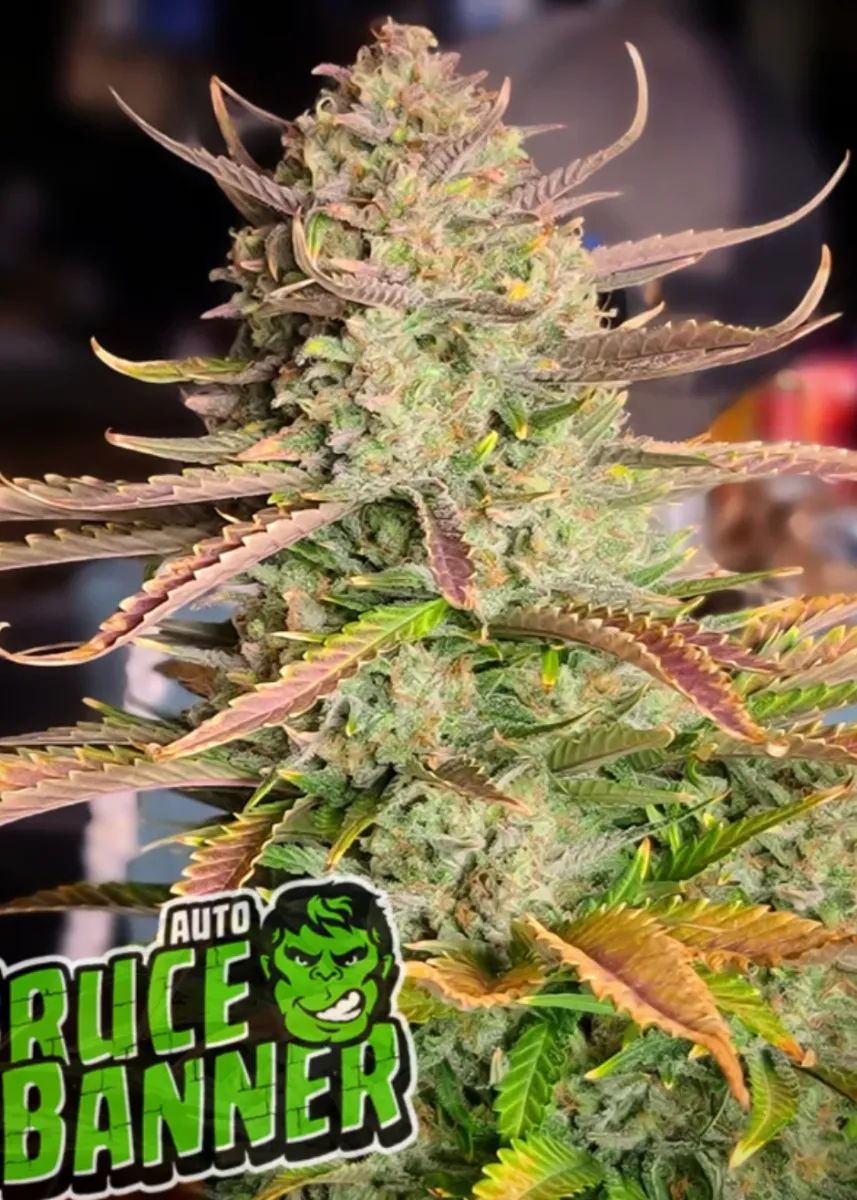 Bruce Banner Auto — 4
