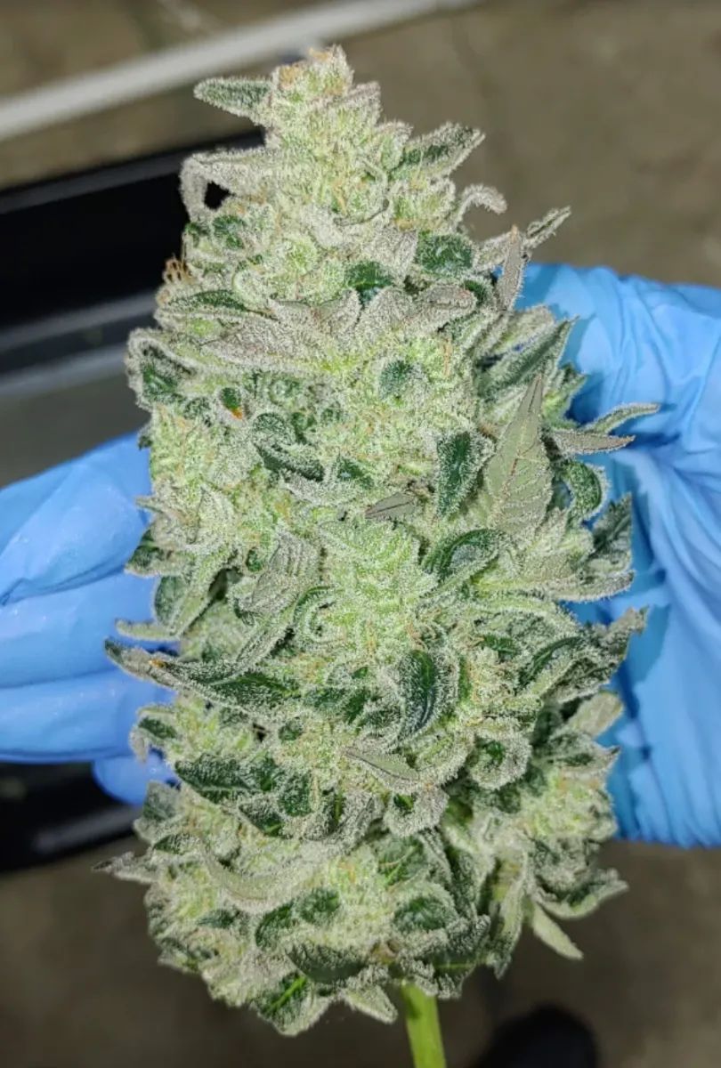 Bruce Banner Auto — 5
