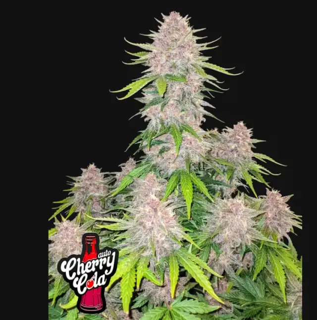Cherry Cola Auto — 1